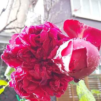 ルージュ ピエール ドゥ ロンサールの画像 by cookさん | 小さな庭とばら バラ 薔薇と水曜ローズショーとルージュ ピエール ドゥ ロンサールとコガネムシとの戦い❗️とおうち園芸と薔薇大好き♡と芝生の庭と挿し芽好き❤️と葉っぱlove♥