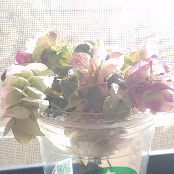 オレガノ  ミルフィーユリーフの画像 by *hiro*さん | オレガノ  ミルフィーユリーフと花後も楽しむと可愛い花と癒しの植物と初めての花と♯ドライとピンクチーム✨と大好きな花と花のある暮らし