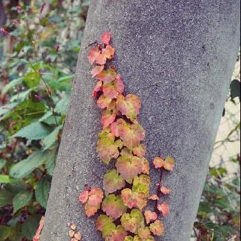 つたの画像 by dangoさん | つたとお散歩と赤い葉っぱと秋。