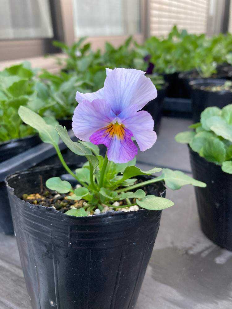 自家採取ビオラの種 中止中 - 植物/観葉植物