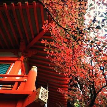 京都の紅葉の画像 by ナルトさん | お出かけ先とドウダンツツジの紅葉と秋色と紅葉（こうよう）と紅葉の京都と秋の風景と2021紅葉発表会と毘沙門堂と京都の紅葉と紅葉2021♡