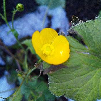 キンポウゲの投稿画像一覧 Greensnap グリーンスナップ