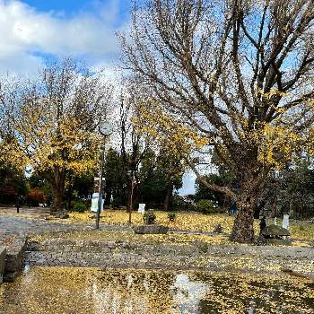 秋晴れの画像 by チャポコさん | お出かけ先とイチョウと公園と散歩と紅葉（こうよう）と秋晴れと青空