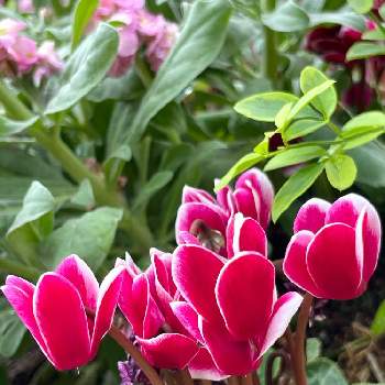 千葉市花の美術館の画像 by 白りすさん | お出かけ先とガーデンシクラメンと今日のお花と千葉市花の美術館とチーム千葉✿︎