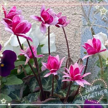 シクラメンフェアリーピコの画像 by julianさん | 玄関と可愛い○とピンクの花ときれい♡とおうち園芸と今日のお花と 森の妖精とガーデニングとシクラメンフェアリーピコとガーデンシクラメン❤︎