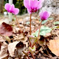 原種シクラメン,原種シクラメン ヘデリフォリウム,山野草,植栽,筑波実験植物園の画像