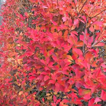 ドウダンツツジの紅葉の画像 by HTさん | 小さな庭とドウダンツツジの紅葉