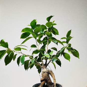 クワ科の画像 by タテナガさん | 多肉植物と観葉植物とクワ科フィカス属と　ガジュマルとクワ科