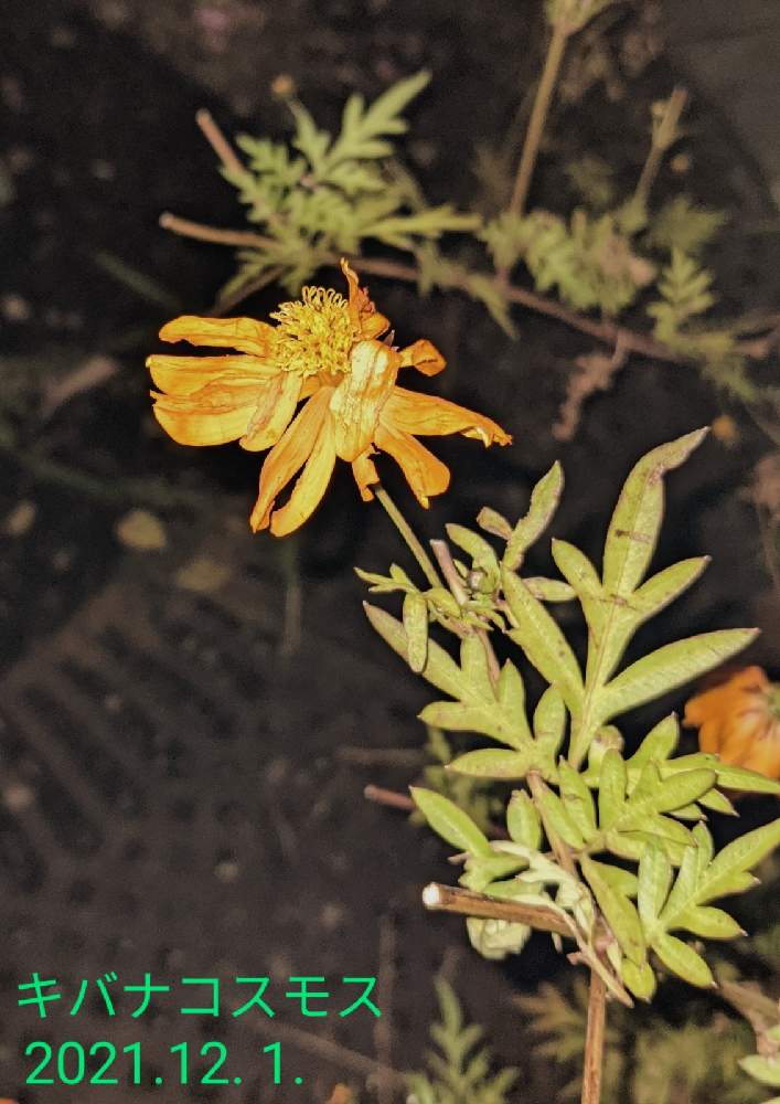 広い庭の画像 by もぐjuhさん | 広い庭とプランターと花色と葉っぱとお顔がこんにちはとGoogle Pixel5と橙色のお花とキバナコスモスのお花と花いろいろと君も花が好きなのか