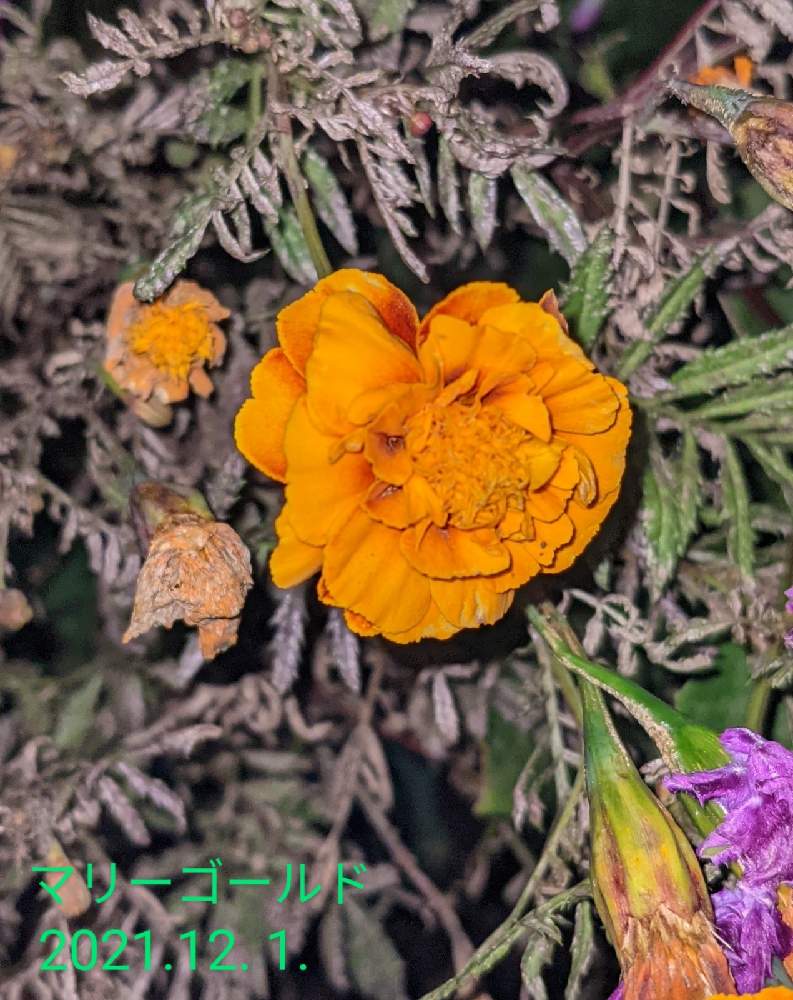 広い庭の画像 by もぐjuhさん | 広い庭とマリーゴールド♬とプランターと花色と葉っぱとお顔がこんにちはとGoogle Pixel5と橙色のお花と花いろいろと君も花が好きなのか