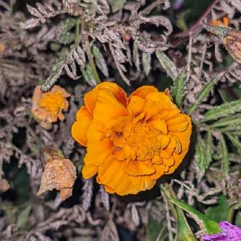マリーゴールド♬の画像 by もぐjuhさん | 広い庭とマリーゴールド♬とプランターと花色と葉っぱとお顔がこんにちはとGoogle Pixel5と橙色のお花と花いろいろと君も花が好きなのか
