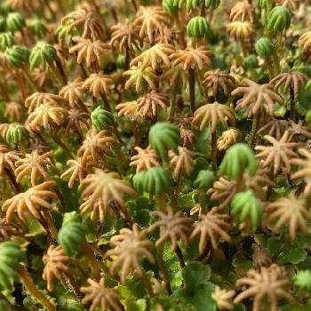 ゼニゴケの投稿画像一覧｜🍀GreenSnap（グリーンスナップ）