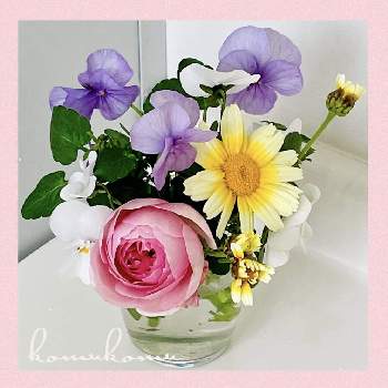 自宅で咲いた花の画像 by こむこむさん | お出かけ先と薔薇♡と職員トイレの花だよりと自宅で育てた花と素敵な色と自宅で咲いた花と春菊の花と野菜の花と小さい花とかわいい花