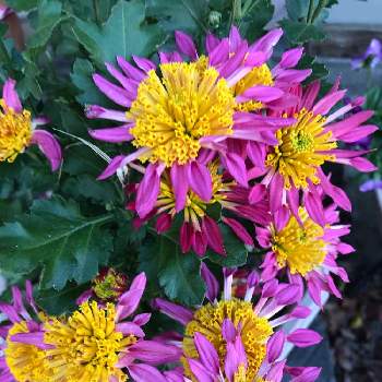 菊の花 の投稿画像一覧 Greensnap グリーンスナップ