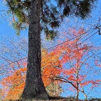 紅葉・黄葉の画像 by わこさん | お出かけ先と何の木の根っこ？とイロハモミジとモミジと山野木と懐かしい場所と散歩と紅葉・黄葉と寄り道と空と木