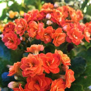 元気いっぱい♡の画像 by シェリーさん | 玄関と八重咲きカランコエとカランコエ・ カランディーバとカランコエと素敵な１日とカランコエ❤︎とオレンジ色の花と元気パワーと今日のお花♡とカランコエ♪と元気！と八重咲きカランコエ♡と今日のお花とビタミンカラー♡とビタミンカラー✨とビタミンカラーと☆カランコエといつも心に太陽をとお花は人を元気にするとオレンジ色と今日のお花❀と元気いっぱい♡とオレンジとやっぱりビタミンカラー♡