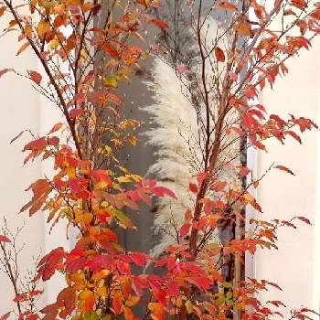 ヒメシャラの木の画像 by ちゃぼさん | 紅葉（こうよう）とヒメシャラの木