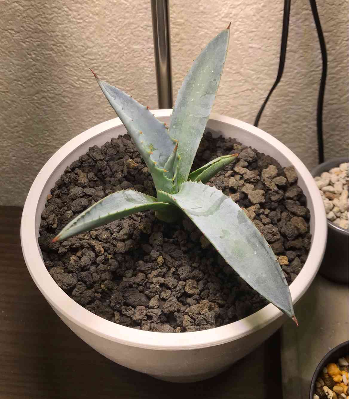 アガベ・フランゾシニー アガベ フランゾシニーに(アガベ フランツォー