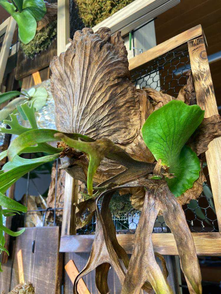 板付 観葉植物♪ 親株サイズの完成株♫〖ビカクシダ・コロナリウム