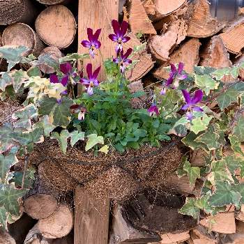 へデラ 寄せ植えの投稿画像一覧 Greensnap グリーンスナップ