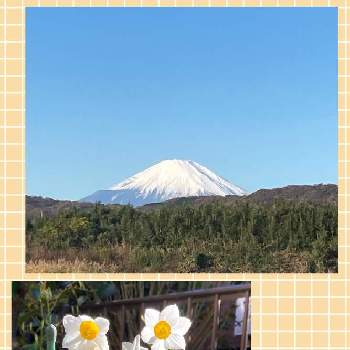里歩きの画像 by suihoさん | お出かけ先とスイセンと富士山と里歩きと冬の花と花いろいろとウォーキングと花のある暮らしとお散歩と小さな花と美しい富士山とスカッ晴れ
