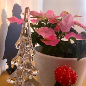 クリスマス,ピンクの花,サボテン☆,クリスマスツリー,プリンセチア♡の画像