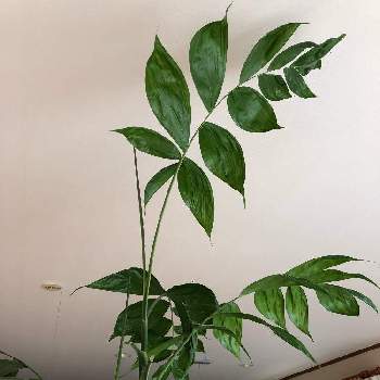 高性チャメドレアの画像 by ユミさん | 部屋と高性チャメドレアと鉢植えと観葉植物のある暮らしと自宅にて