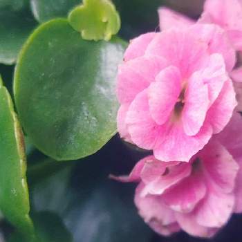 ♯冬越しの画像 by *hiro*さん | 八重咲きカランコエとカランコエと♯冬越しと可愛い花と癒しの植物とおうち園芸とピンクチーム✨と花のある暮らし
