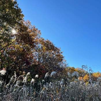 秋景色の画像 by biancoさん | お散歩風景と秋景色と里山の風景