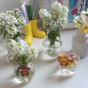 アリッサム,ビオラ,種からビオラ,洗面所,種からの画像