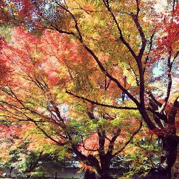 京都の紅葉の画像 by ナルトさん | お出かけ先と京都 東福寺と秋色の風景と東福寺と秋色と紅葉（こうよう）と紅葉の京都と秋の風景と2021紅葉発表会ともみじ紅葉と京都の紅葉と紅葉2021♡