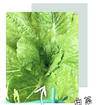 白菜苗の画像 by ももたろうさん | バルコニー/ベランダと白菜とほまれ２号と白菜苗