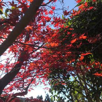素敵な色付きの画像 by mKさん | 紅葉と共にと山野草と癒しと日当たり良好と自宅の庭と素敵な色付きと染まりゆく木々と秋の深まり