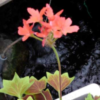 紅葉葉ゼラニウムの画像 by かすみそうさん | 紅葉葉ゼラニウムと花のあるくらしとおうち園芸と花に魅せられてと可愛い〜♡とリフレッシュ♡といやし♪
