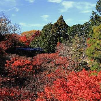 京都の紅葉の画像 by ナルトさん | お出かけ先と京都 東福寺と秋色の風景と東福寺と紅葉（こうよう）と紅葉の京都と2021紅葉発表会ともみじ紅葉と京都の紅葉と紅葉2021♡