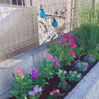 ペンタス の投稿画像一覧 Greensnap グリーンスナップ