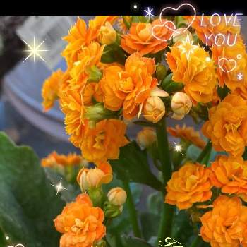 薔薇咲きの画像 by julianさん | お出かけ先とオレンジ色の花と可愛い○と八重の花ときれい♡とカランコエ属と薔薇咲き