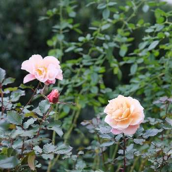 ディスタント・ドラムスの画像 by ボヤージュさん | 小さな庭とディスタント・ドラムスと冬のバラと薔薇に魅せられてとバラ大好きとバラのある暮らしと今日のバラとバラが好きとばら 薔薇 バラと冬薔薇と冬の薔薇