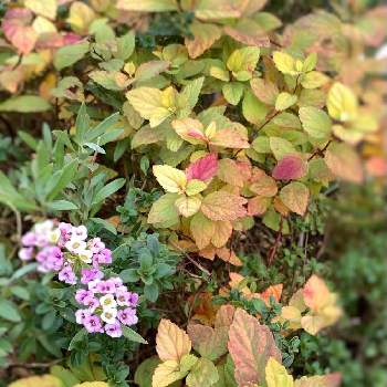 アリッサム シェリの画像 by cranberry*さん | 小さな庭とシモツケ ライムマウンドとアリッサム シェリと癒されると花のある暮らしとシモツケライムマウンドとアリッサム♡