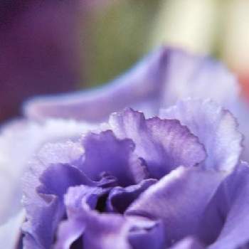マクロで青い花を写そう！2021の画像 by mimozaさん | 部屋とトルコキキョウとマクロで青い花を写そう！2021とチームブルーNo.117と青い花で忘年会2021と青い花マニアとチーム・ブルー
