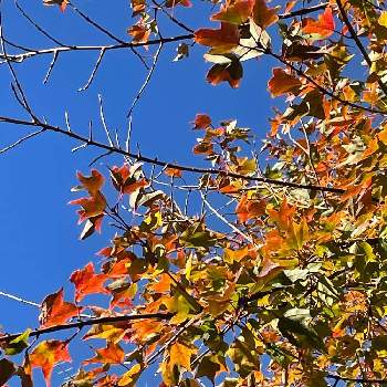 アメリカハナノキの投稿画像一覧 Greensnap グリーンスナップ