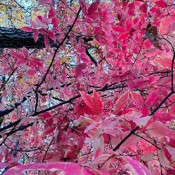 メグスリノキの画像 by ハーブティーさん | お出かけ先とメグスリノキと散歩と山野草と 紅葉と栃木県中央公園