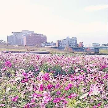 こすもすの画像 by hanahamaさん | コスモスと秋桜と水辺の風景と花のある生活と感謝と祈りとこすもすと久留米市