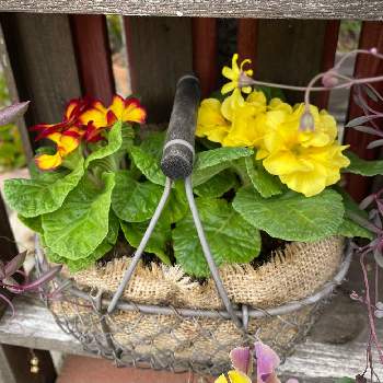 プリムラココロンの画像 by 芙蓉さん | ぎゅうぎゅうとバイカラーのお花と黄色のお花と花のある暮らしとお花は綺麗ねとプリムラココロン