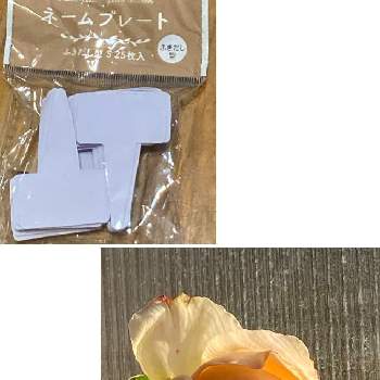 バラ冬支度の投稿画像一覧 Greensnap グリーンスナップ