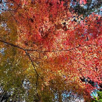 京都の紅葉の画像 by りんさん | お出かけ先と紅葉（こうよう）とiPhone13proと寺の紅葉と紅葉狩りと京都と秋の花と京都の紅葉