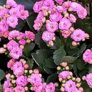 あなたへメッセージの画像 by so.raさん | 窓辺とカランコエと八重咲きカランコエとおつかれさまと師走とあなたへメッセージときょうのお花