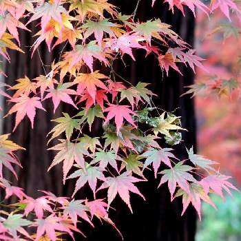 東漸寺の画像 by シナモンさん | お出かけ先と綺麗とモミジ♪とモミジの紅葉と東漸寺