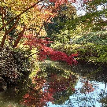 六義園の画像 by mamiさん | お出かけ先と好きな色と六義園と緑がいっぱいと深呼吸と大好きな木と植え込みともみじ紅葉