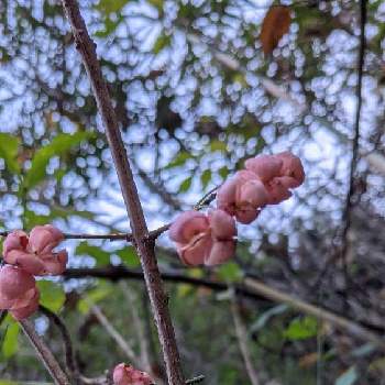 まゆみの投稿画像一覧 Greensnap グリーンスナップ